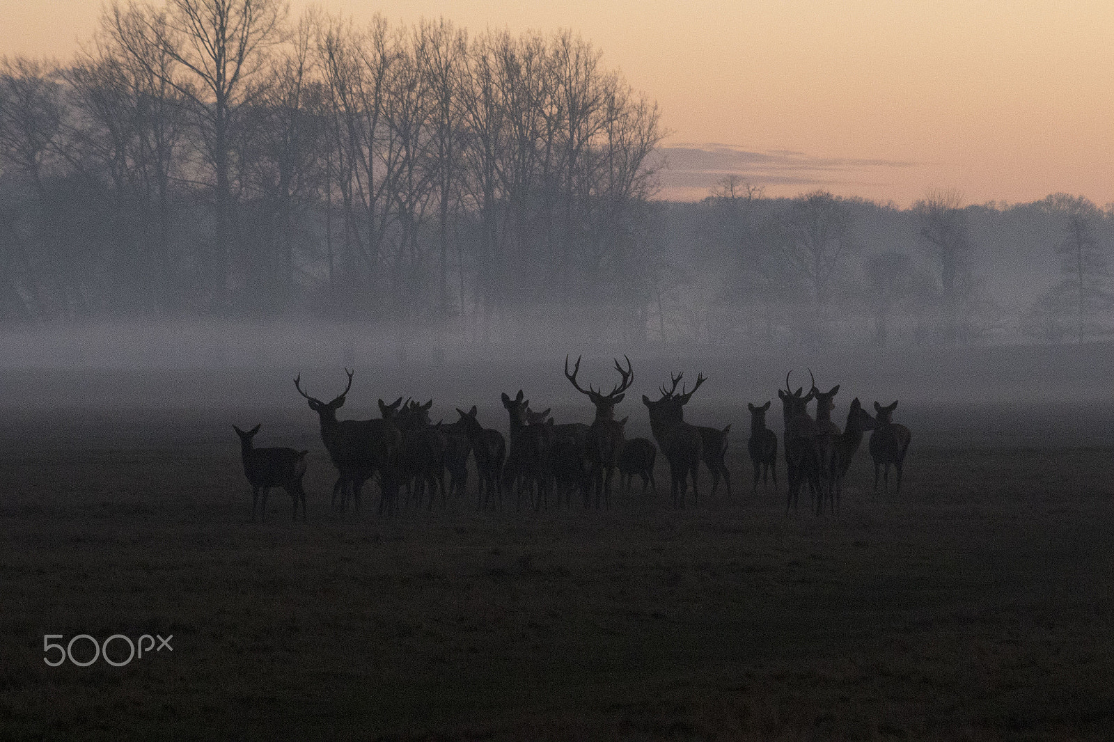 Canon EF-S 55-250mm F4-5.6 IS sample photo. Foggy sunset in richmond park photography