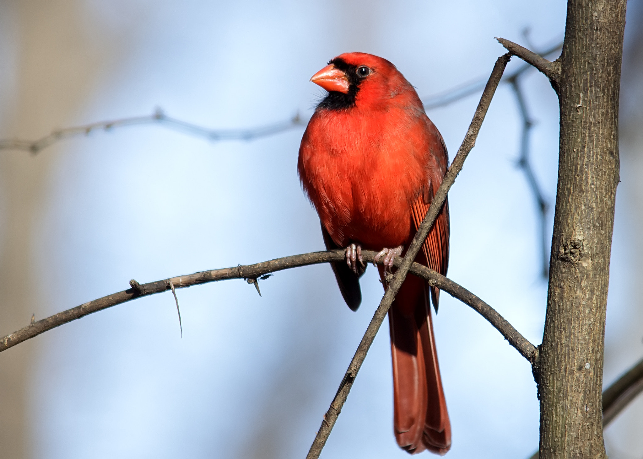 Sigma 150-500mm F5-6.3 DG OS HSM sample photo. Northern cardinal photography