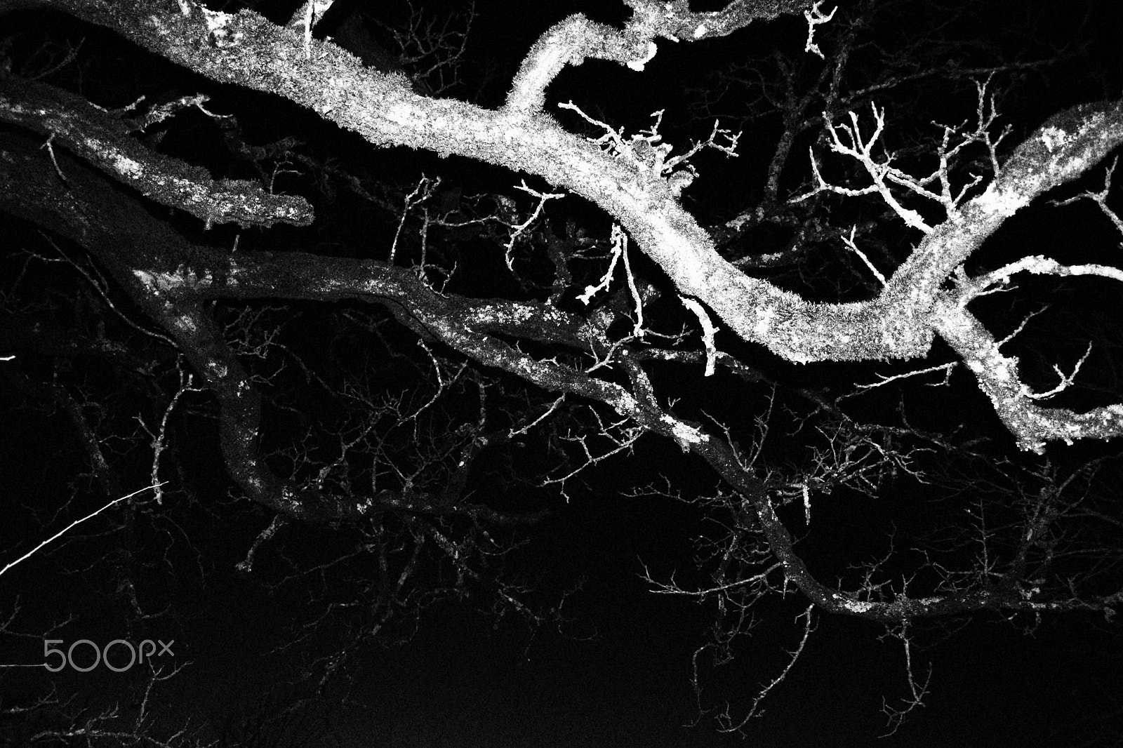 Canon EF-S 18-55mm F3.5-5.6 II sample photo. Immagine in bianco e nero photography