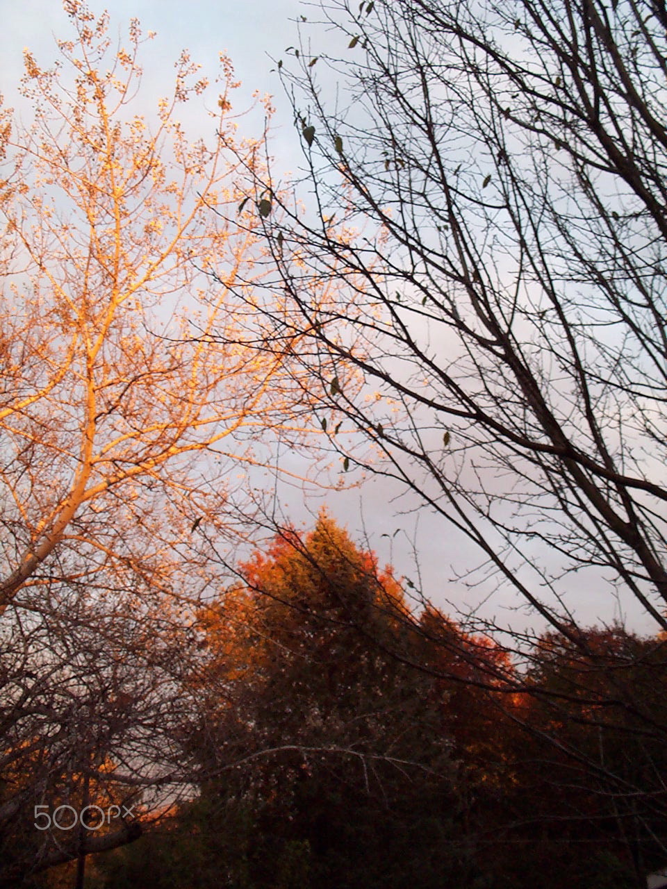 Kodak DC240 ZOOM DIGITAL CAMERA sample photo. Golden leaves glow with gray, #1, #2, #3 photography