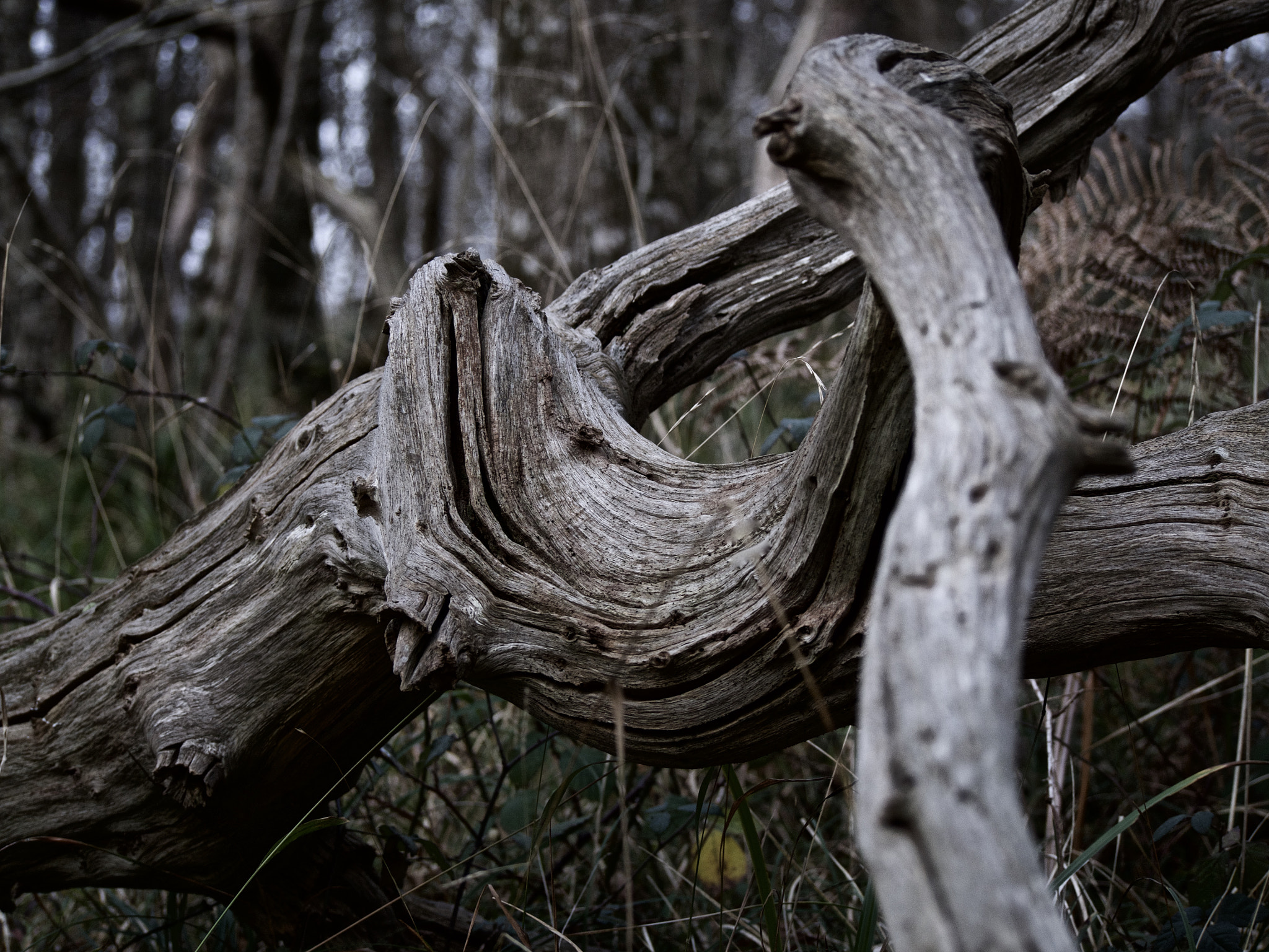 Olympus PEN E-PL6 sample photo. Gnarly photography