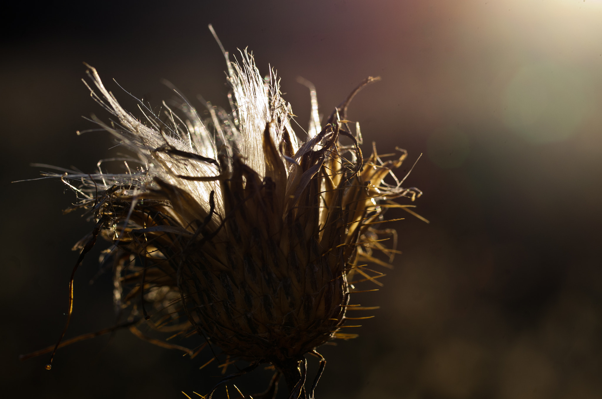 Pentax K-x sample photo. Tall thistle wildflower photography