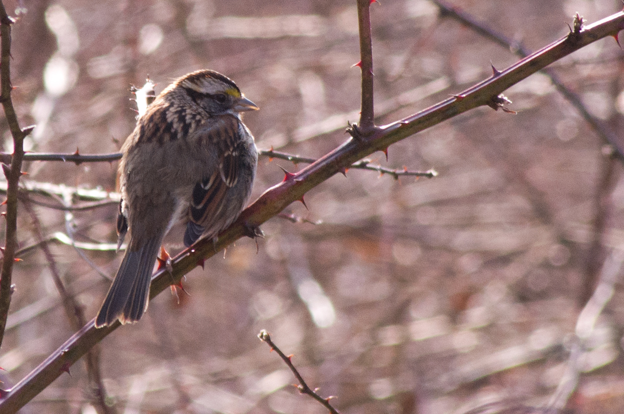 Pentax K-x + Sigma sample photo. White-throated sparrow photography