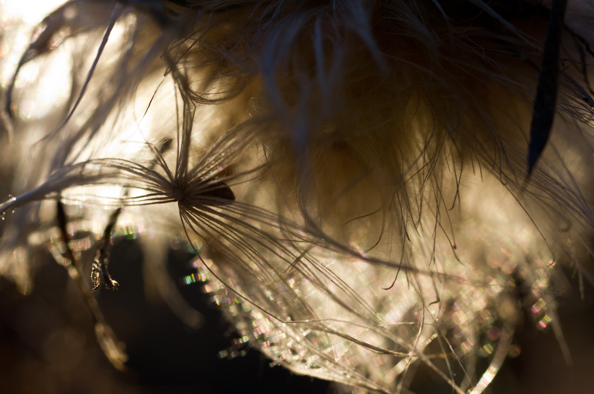 Pentax K-x sample photo. Tall thistle seed photography