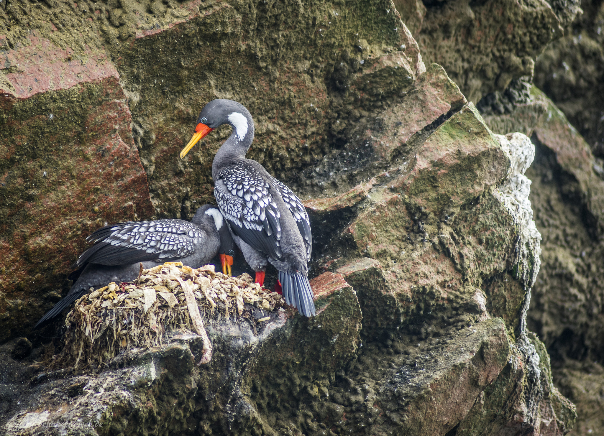 Sony 75-300mm F4.5-5.6 sample photo. Kormoran photography