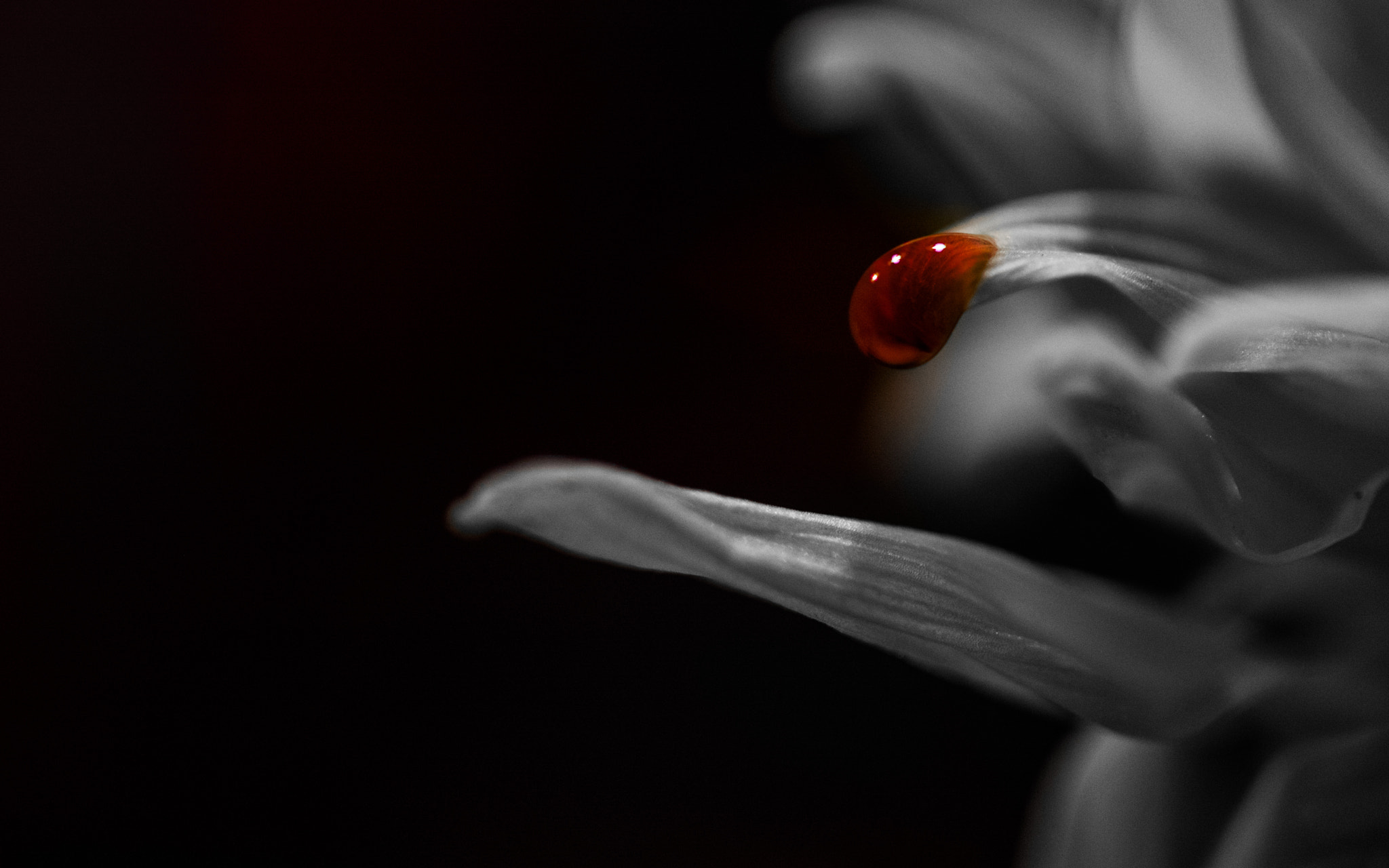 Sigma 150mm F2.8 EX DG Macro HSM sample photo. Tears of an angel photography