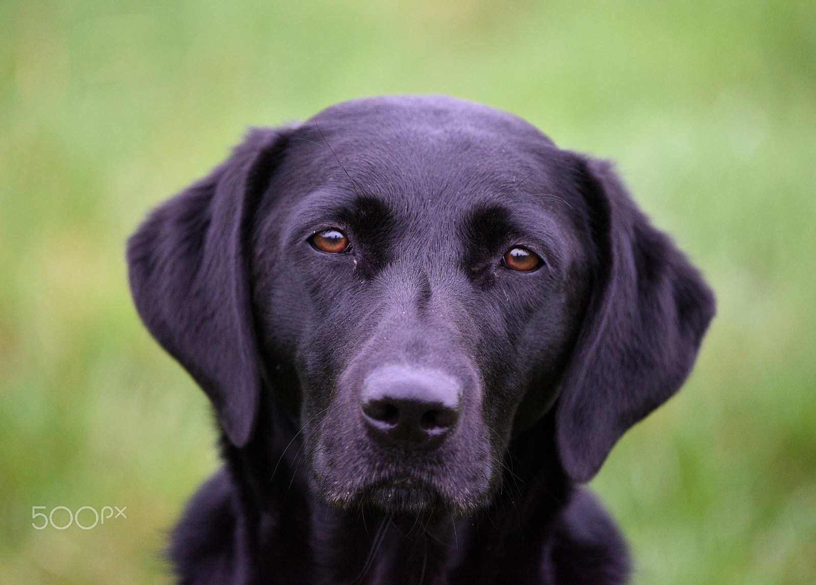 Nikon Nikkor AF-S 300mm F4E PF ED VR sample photo. Thinking black lab photography
