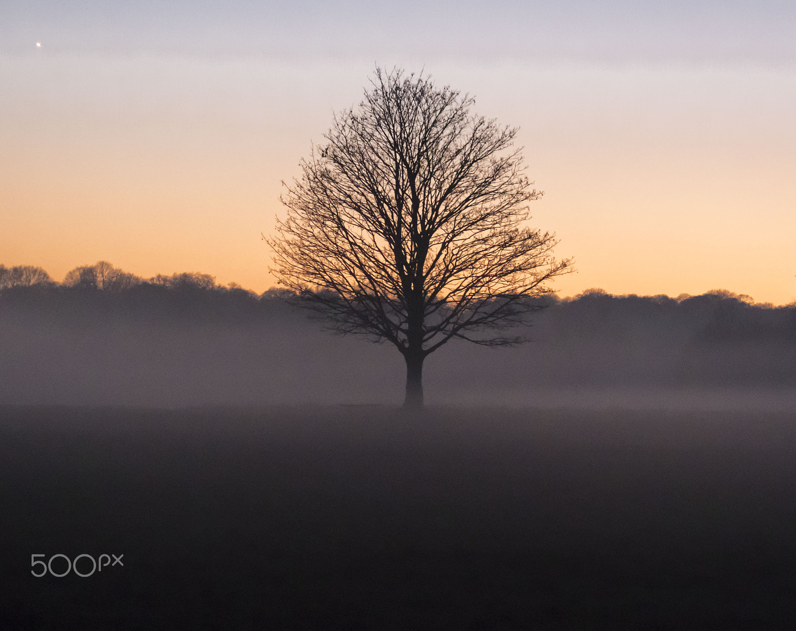 Canon EOS 7D Mark II + Canon EF-S 55-250mm F4-5.6 IS sample photo. Lone tree in the foggy sunset photography