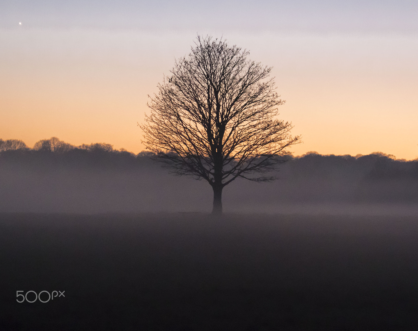 Canon EF-S 55-250mm F4-5.6 IS sample photo. Lone tree in the foggy sunset photography