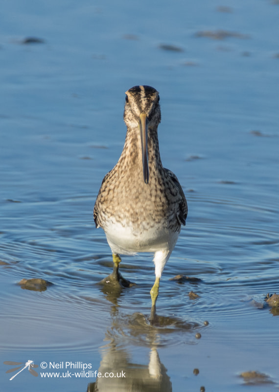 Pentax K-3 sample photo. Snipe in the open photography