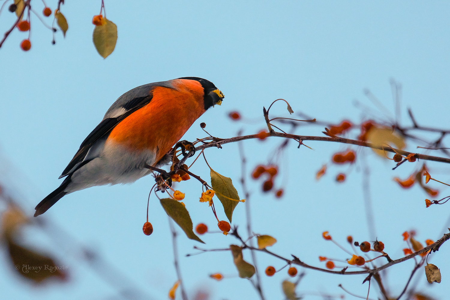 Fujifilm X-T2 + Fujifilm XC 50-230mm F4.5-6.7 OIS sample photo. Bullfinch photography