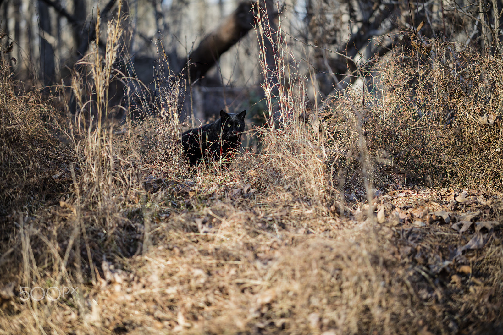 Canon EOS 5DS R + Zeiss Milvus 85mm f/1.4 sample photo. Blue in the weeds. photography