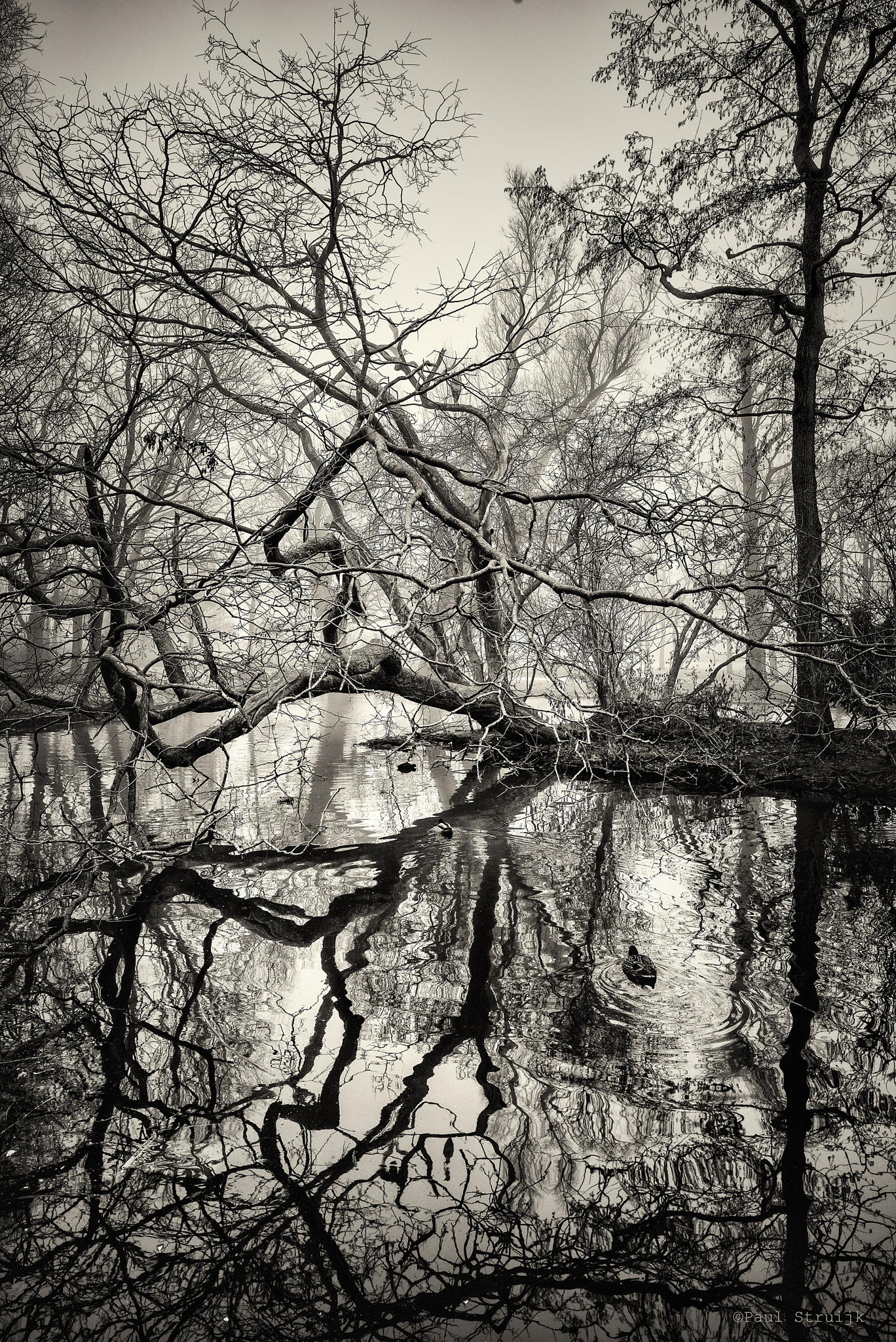 Leica Elmar-M 24mm F3.8 ASPH sample photo. Old tree in park amsterdam photography