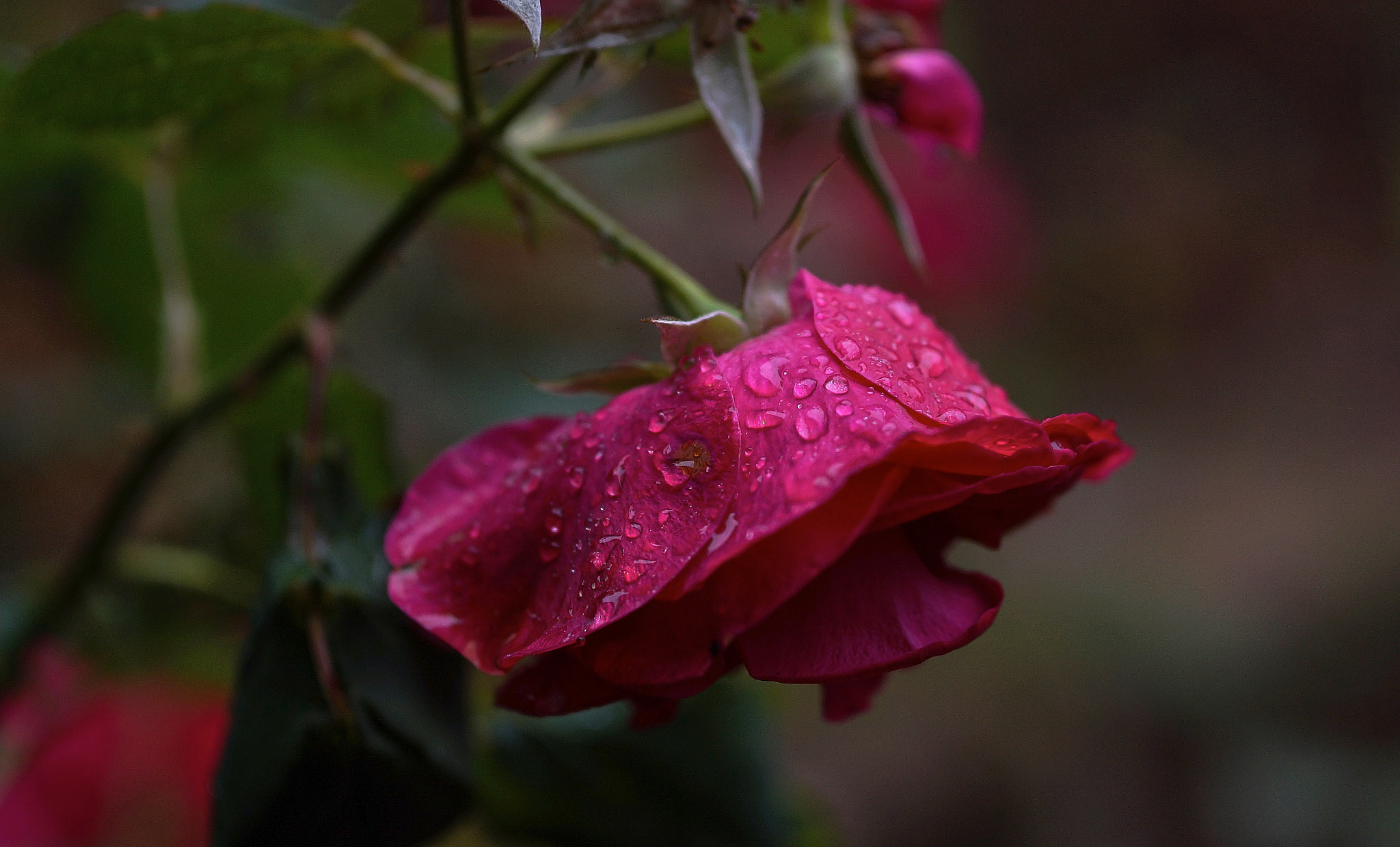 Sony Alpha a3000 + E 60mm F2.8 sample photo. Profusion of drops photography