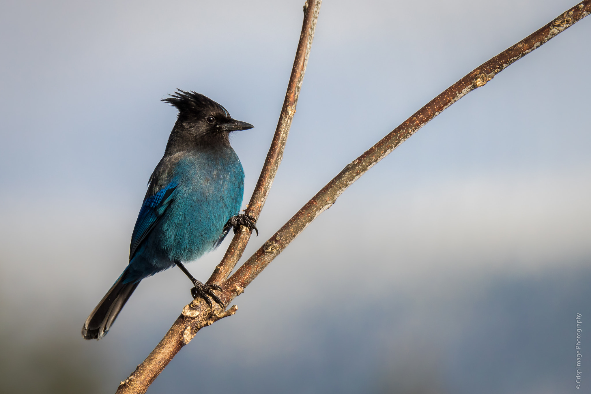 150-600mm F5-6.3 DG OS HSM | Sports 014 sample photo. Steller's jay photography