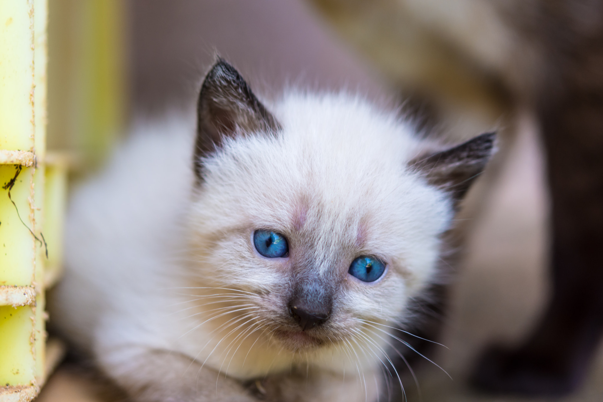 Nikon AF-S Micro-Nikkor 60mm F2.8G ED sample photo. Behind blue eyes - son photography