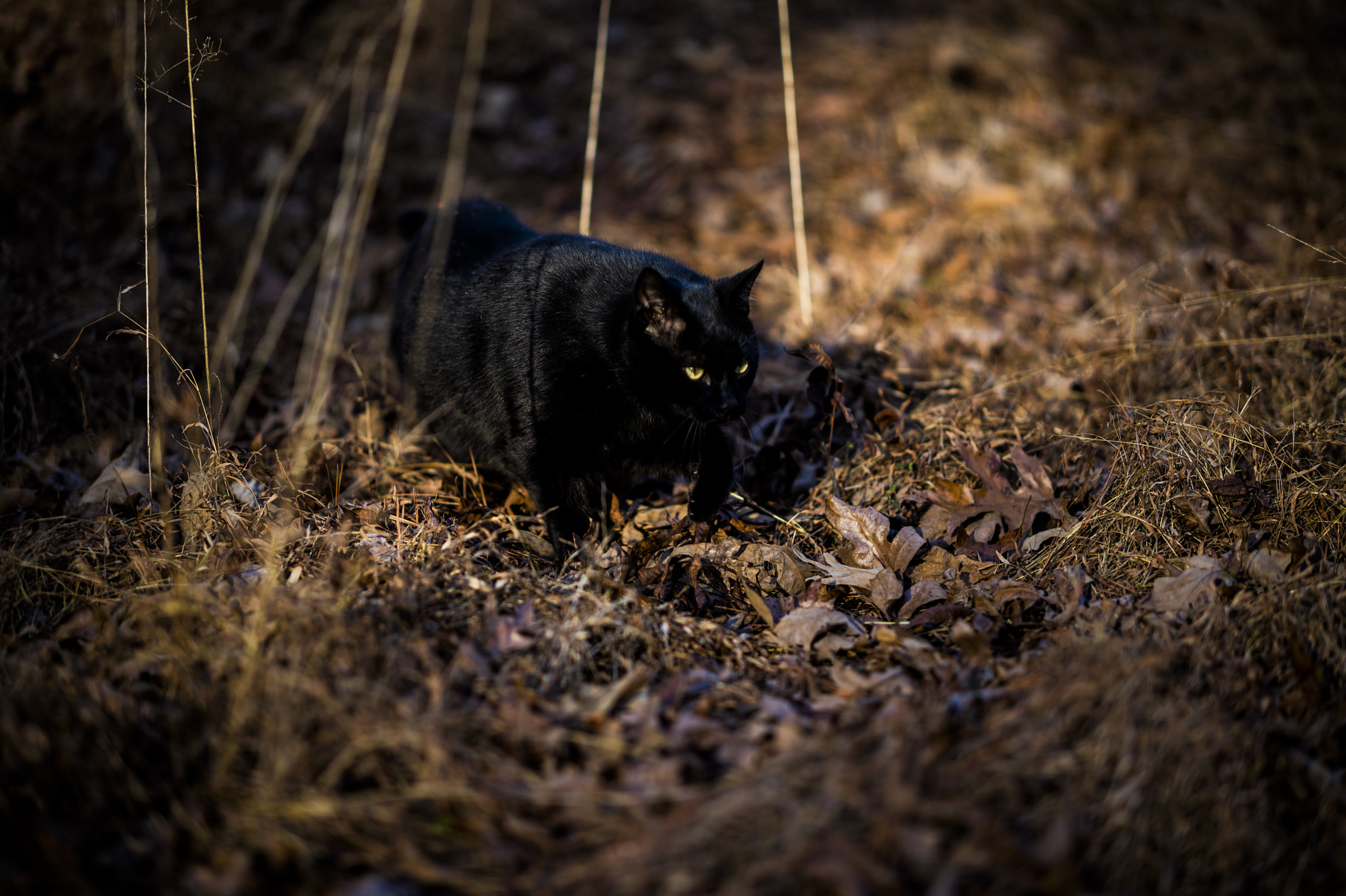 Zeiss Milvus 85mm f/1.4 sample photo. Blue dark photography