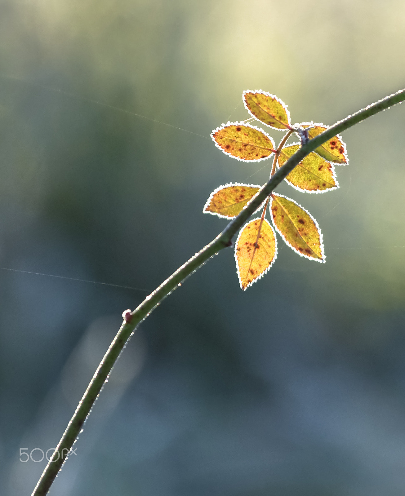 Nikon AF-S Nikkor 70-200mm F4G ED VR sample photo. Morninglight - grows up photography