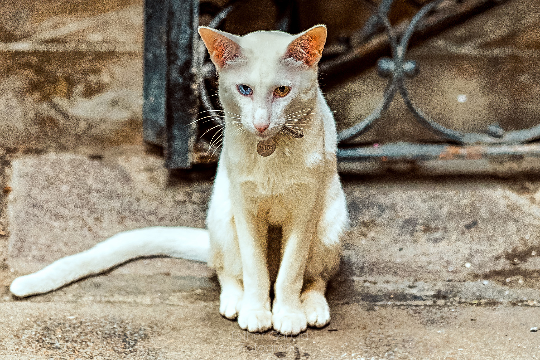 Fujifilm X-T1 + Fujifilm XF 90mm F2 R LM WR sample photo. Cat eyes photography