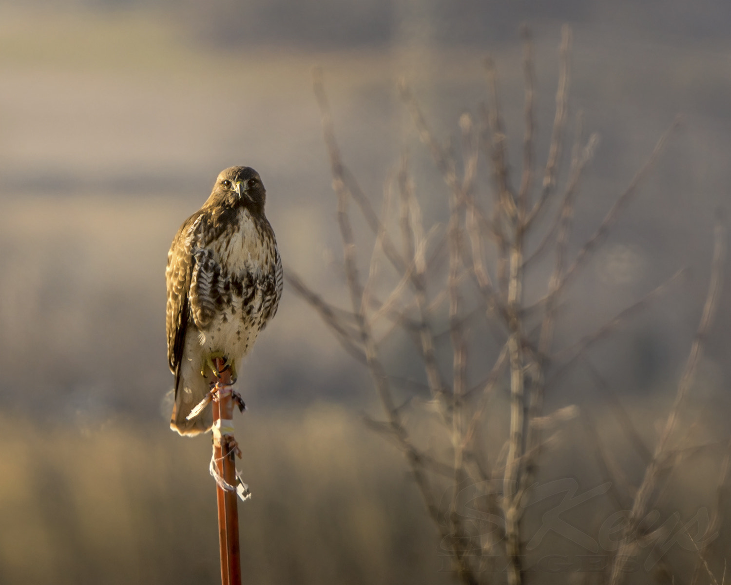 Nikon D7200 sample photo. Sunset in the "northern" regions (red-tail hawk) photography