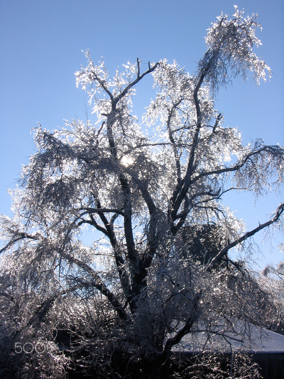 Canon POWERSHOT SD110 sample photo. Thick ice covers a farm paralyzed in winter photography