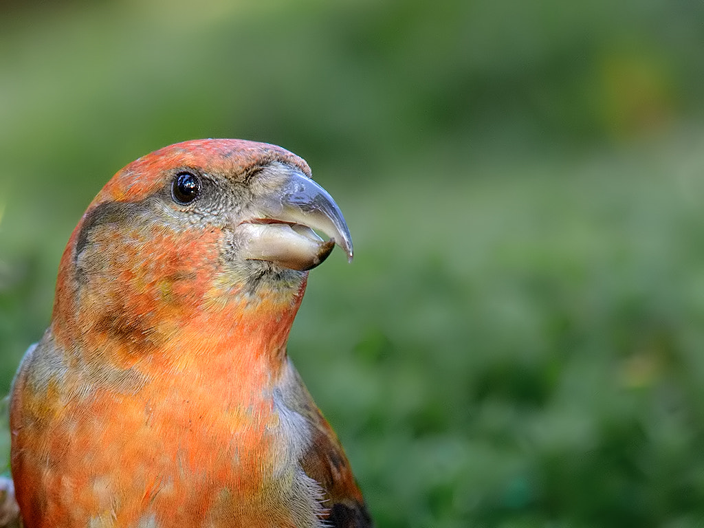 Canon EOS-1D X + Canon EF 600mm F4L IS II USM sample photo. Red crossbill,  male photography