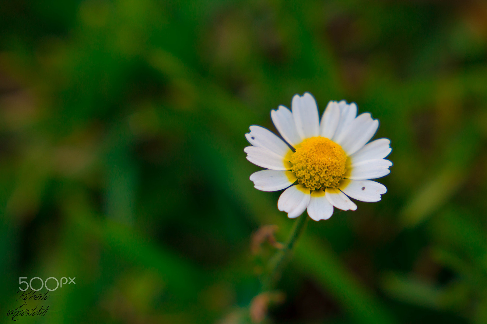 Canon EF 24-105mm F3.5-5.6 IS STM sample photo. Born to die. photography