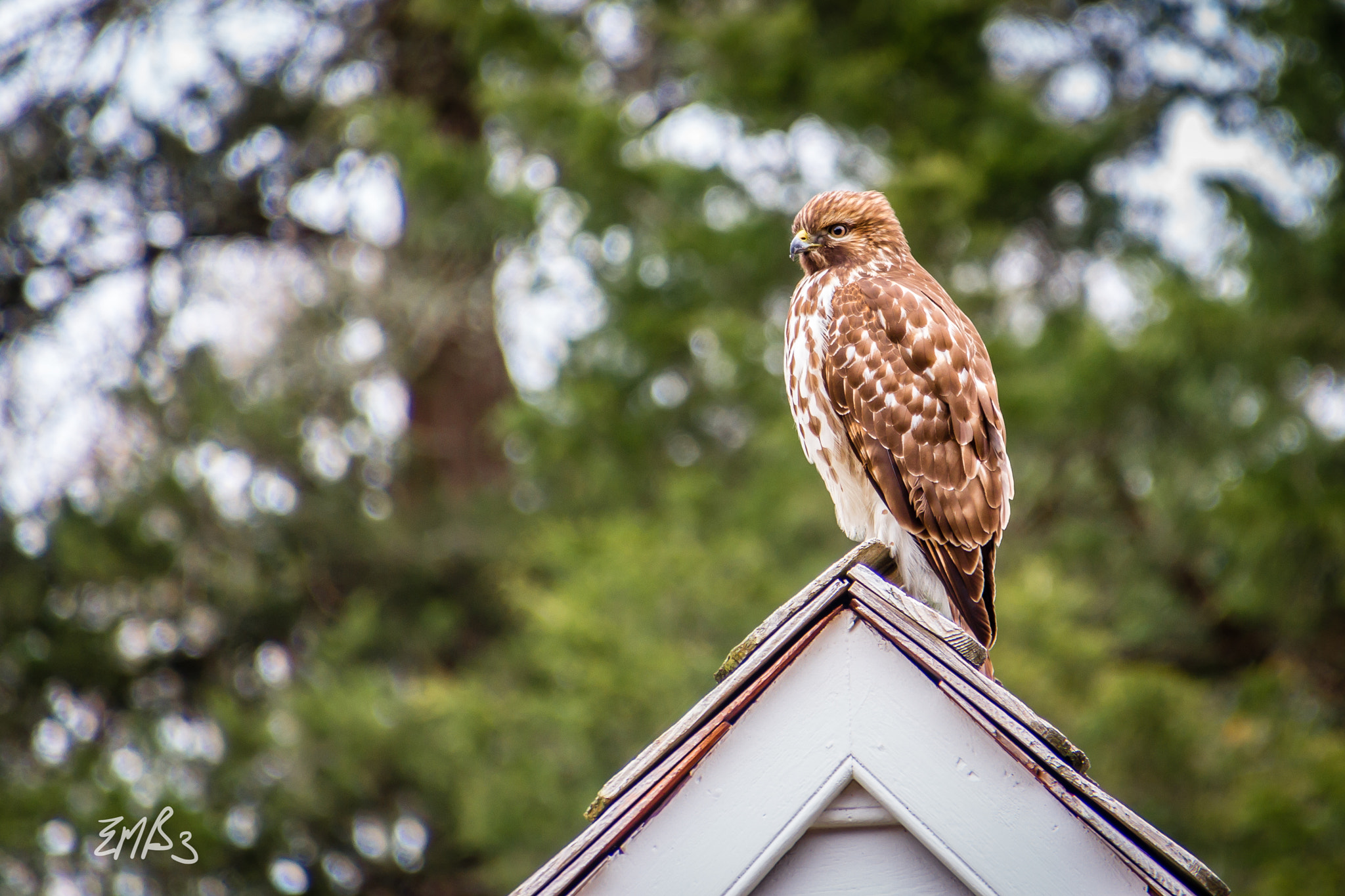 Canon EOS 100D (EOS Rebel SL1 / EOS Kiss X7) sample photo. Hawk looking for the next meal. photography