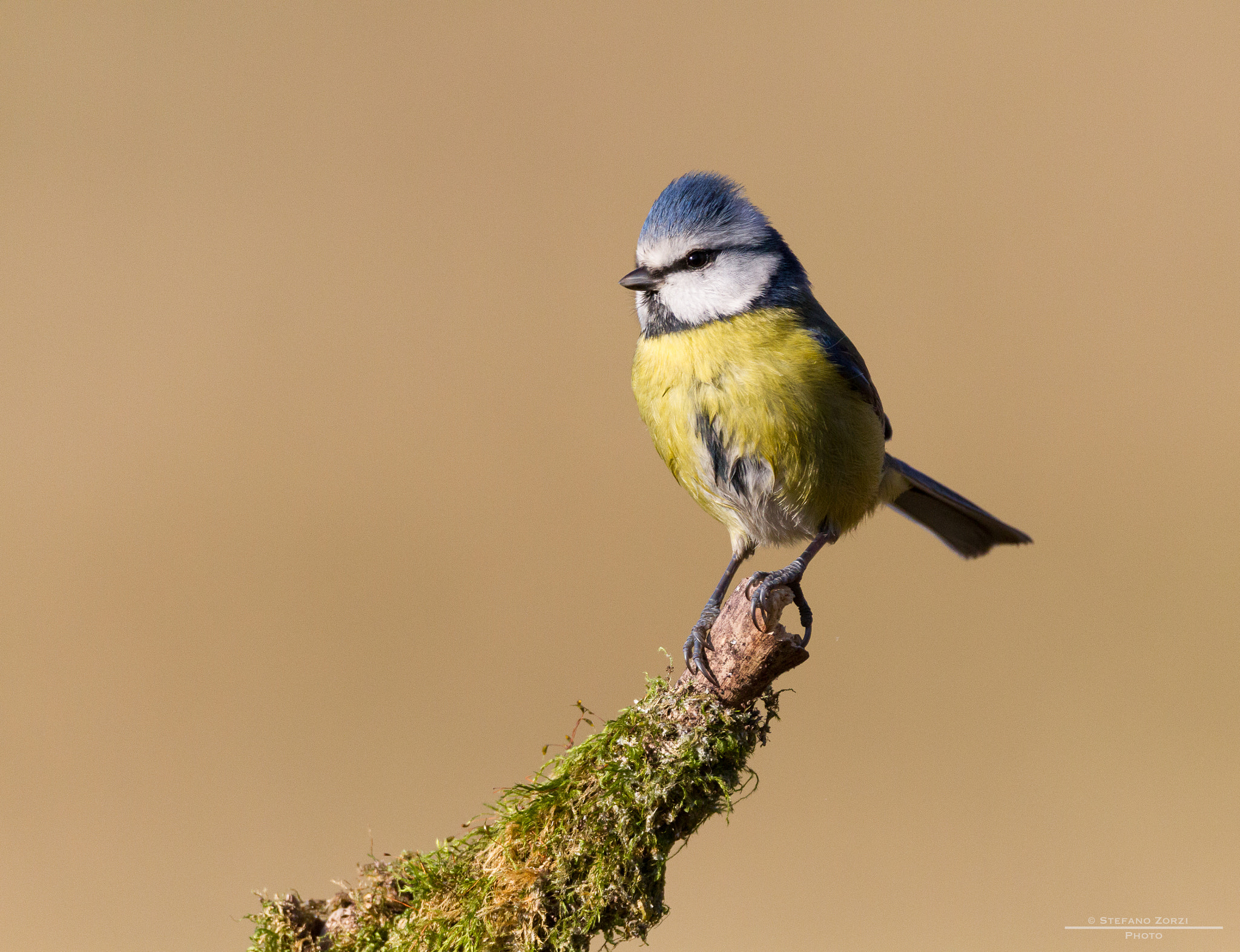 Sigma 150-600mm F5-6.3 DG OS HSM | C sample photo. Cinciarella photography