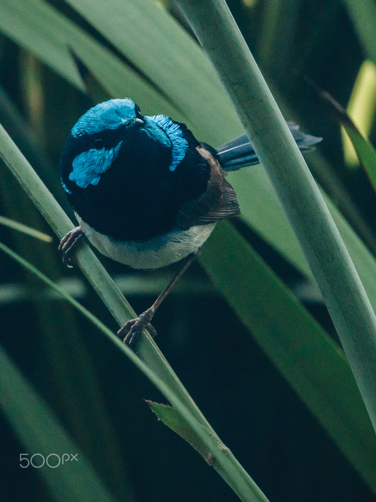 Olympus OM-D E-M5 II sample photo. Fairy wren photography