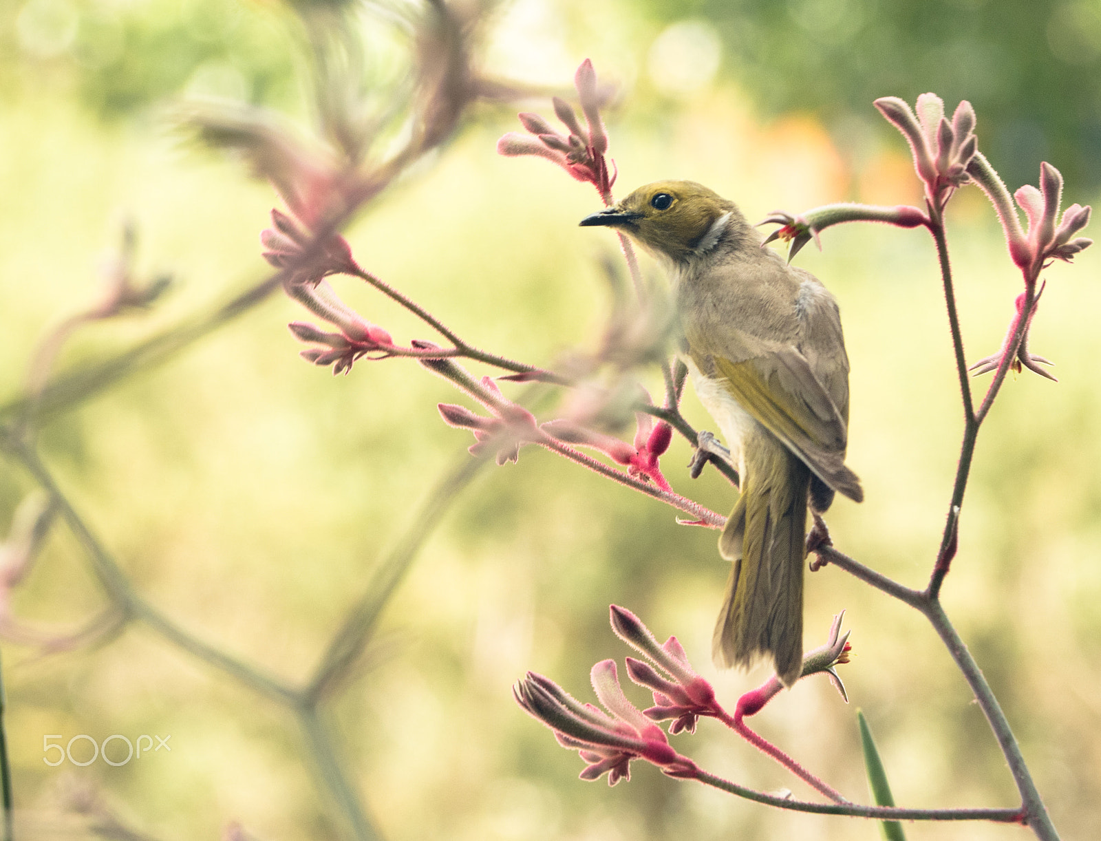 Olympus OM-D E-M5 II sample photo. White-plumed honeyeater photography