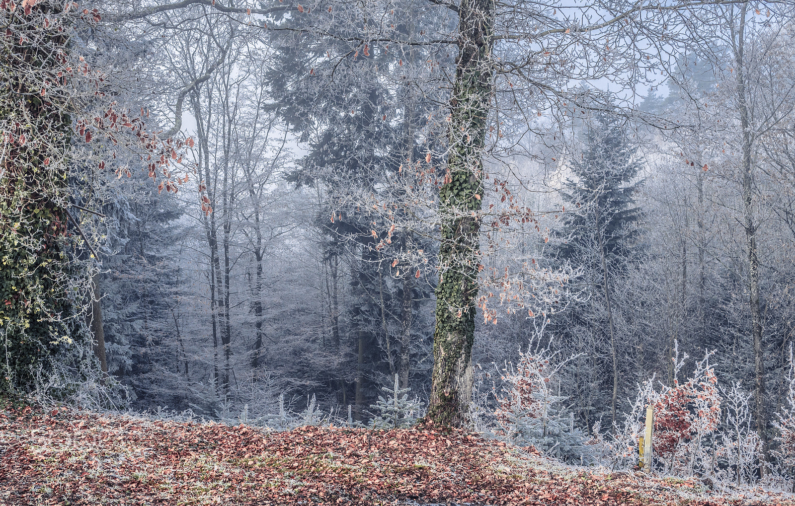 Nikon D500 sample photo. Frozen forest photography