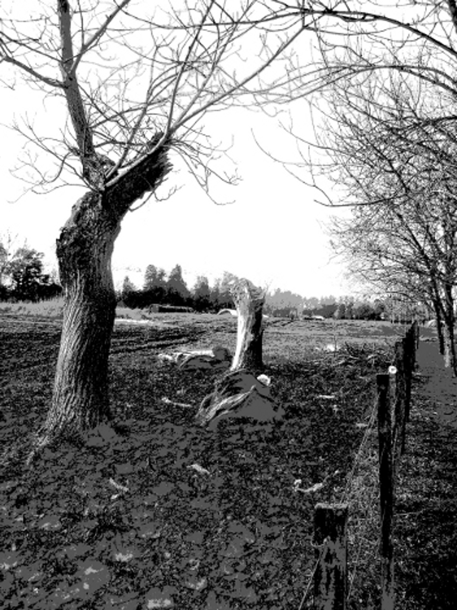 Olympus FE115,X715 sample photo. The field in winter photography