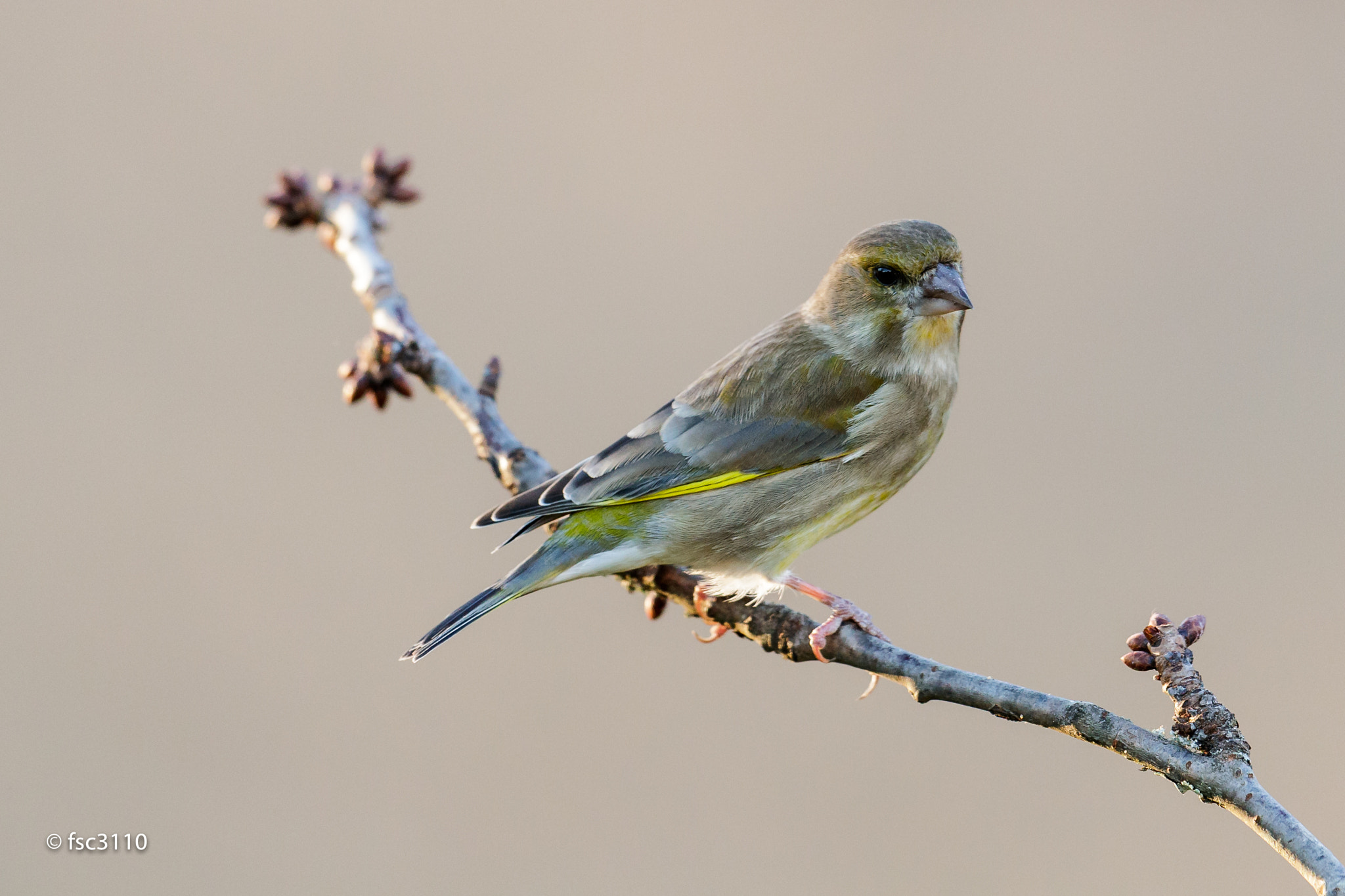 Canon EF 500mm F4L IS II USM sample photo. European greenfinch photography