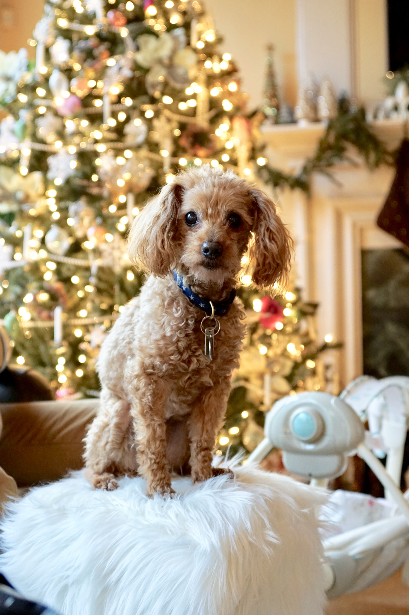 Sony ILCA-77M2 sample photo. Merry christmas buddy photography
