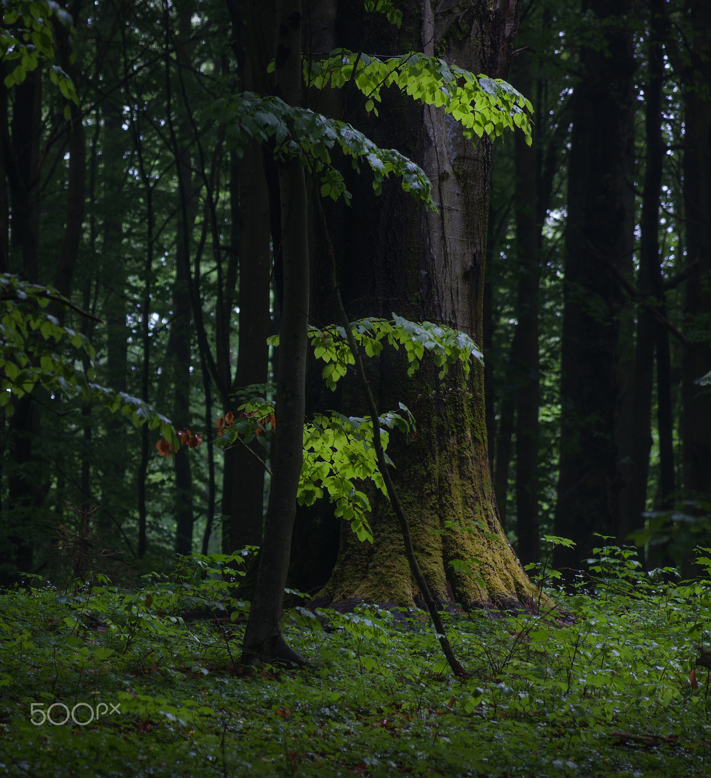 Canon EF 75-300mm f/4-5.6 USM sample photo. Alone in the dark photography