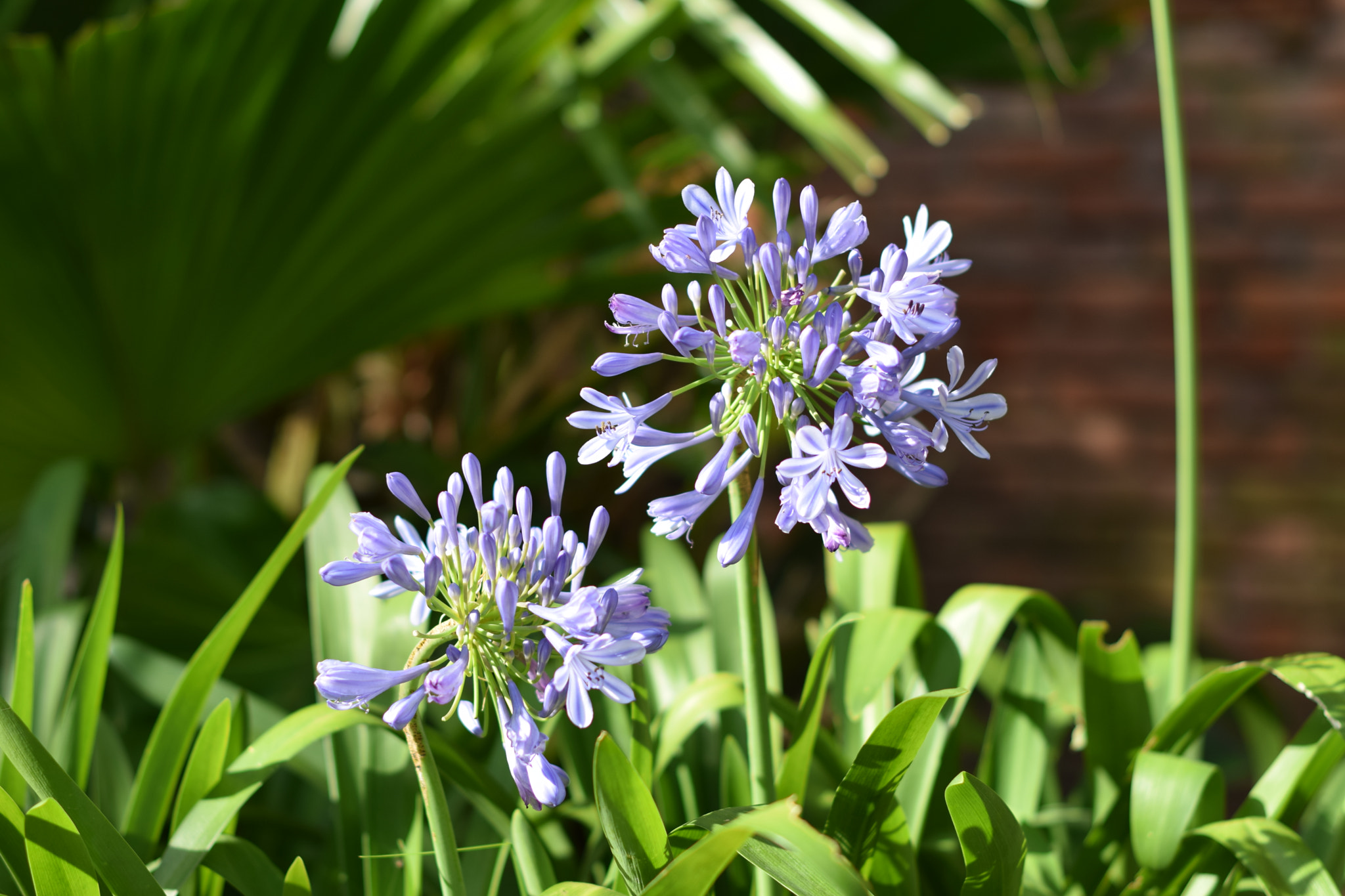 Nikon D3300 + Nikon AF-S Nikkor 50mm F1.4G sample photo. Agapantus photography