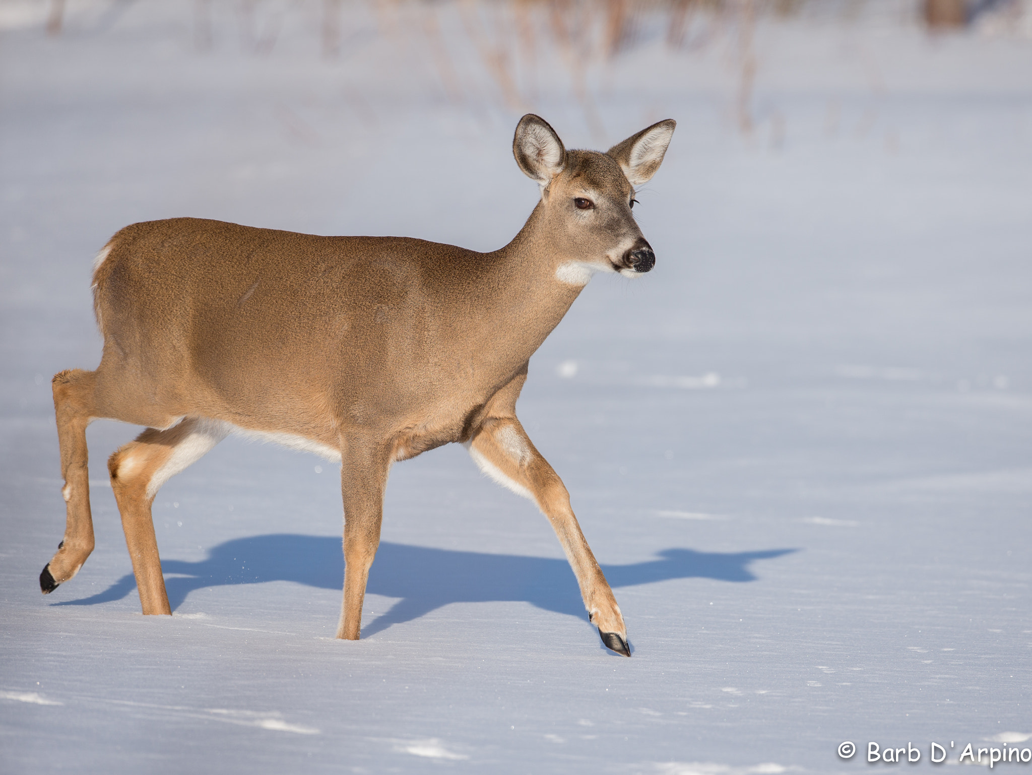 Canon EOS-1D X sample photo. White-tailed deer at sunset photography