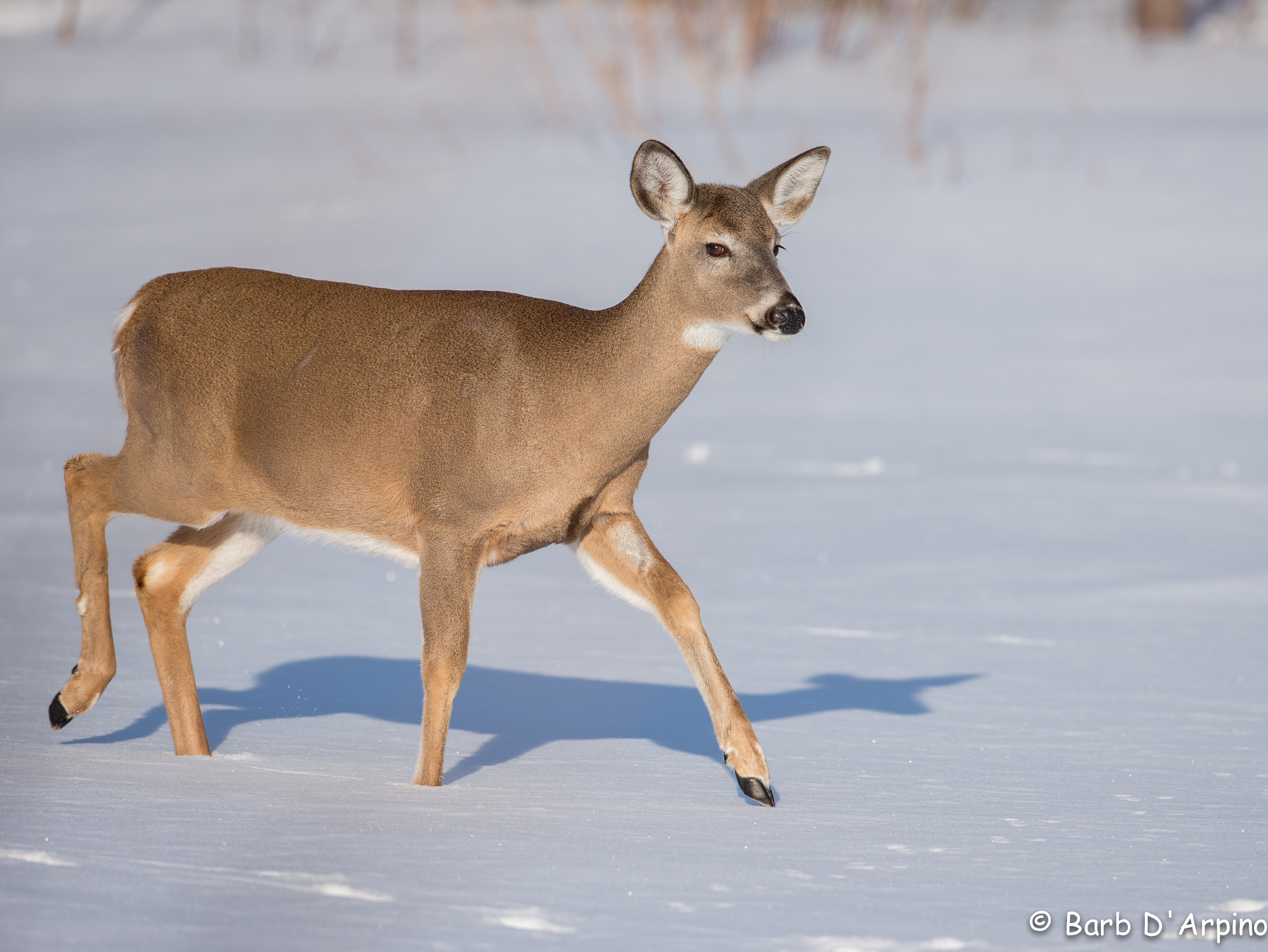 Canon EOS-1D X + Canon EF 500mm F4L IS USM sample photo. White-tailed deer at sunset photography