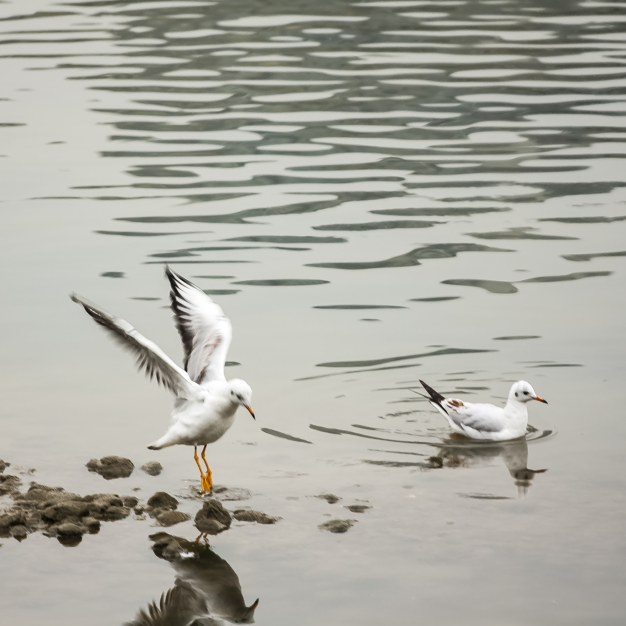 Canon EOS 40D + Canon EF 70-200mm F4L USM sample photo. Larus ridibundus photography