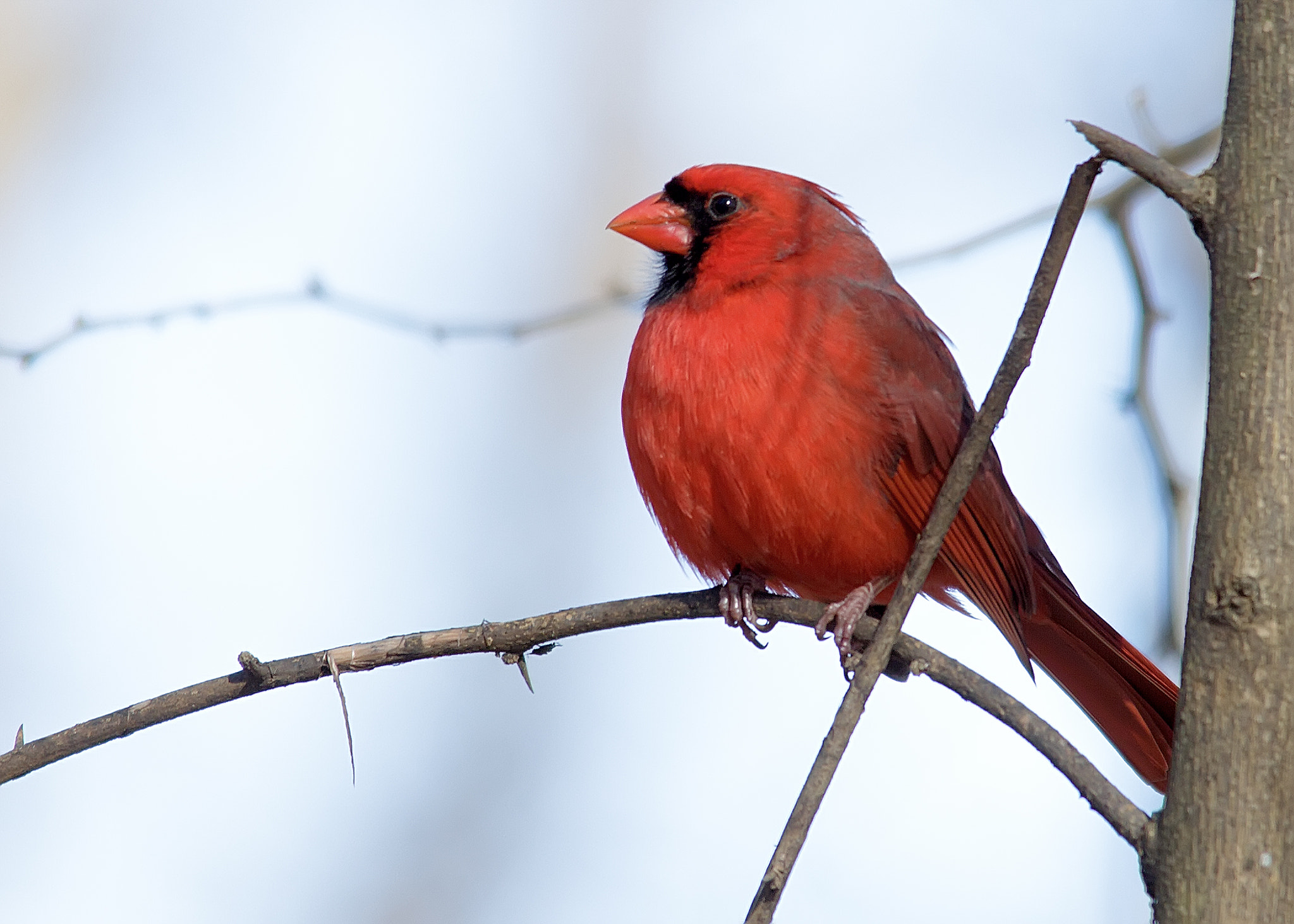 Canon EOS 60D + Sigma 150-500mm F5-6.3 DG OS HSM sample photo. Cardinal photography