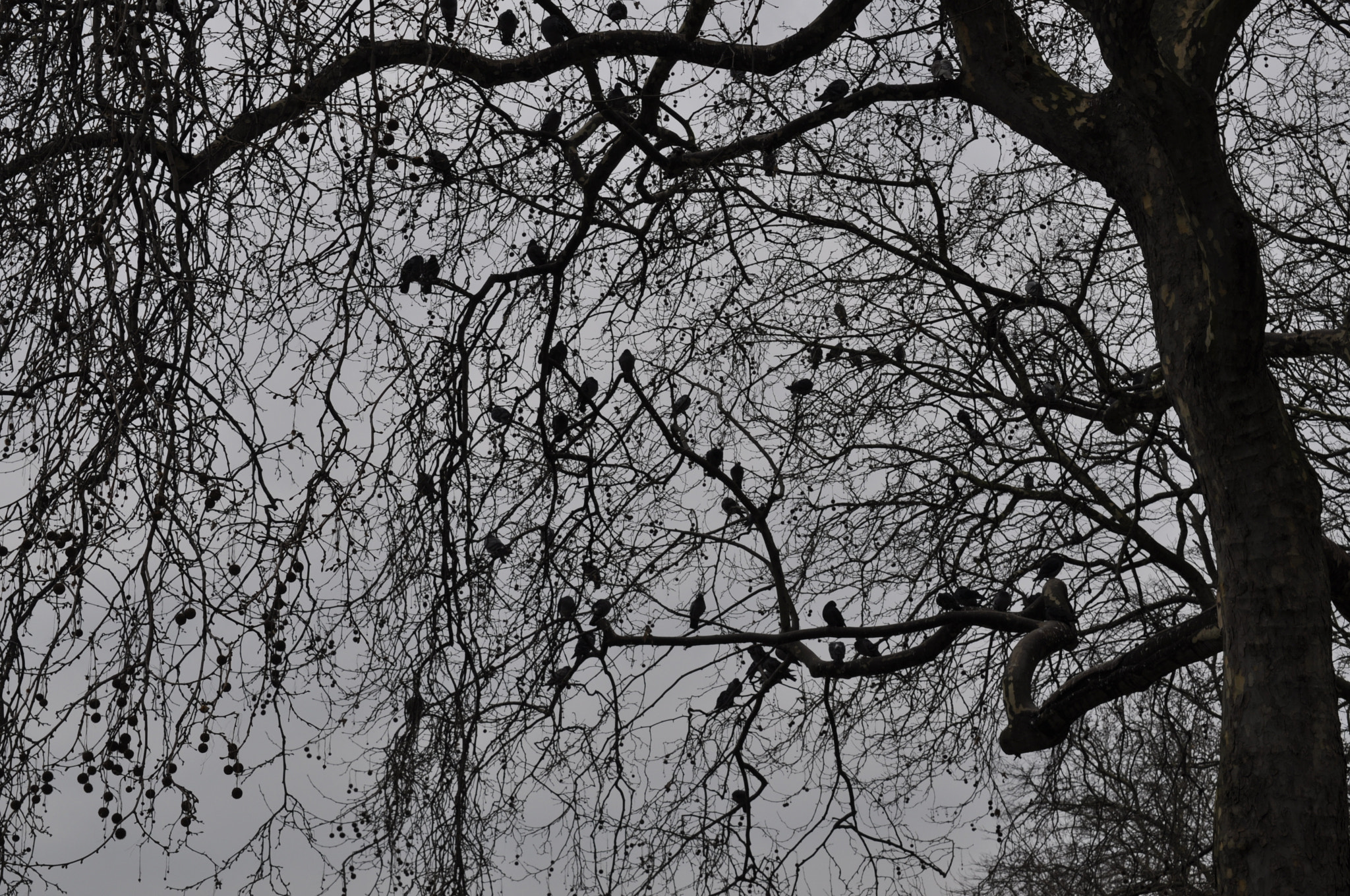 Nikon D5000 sample photo. Dreadful photography