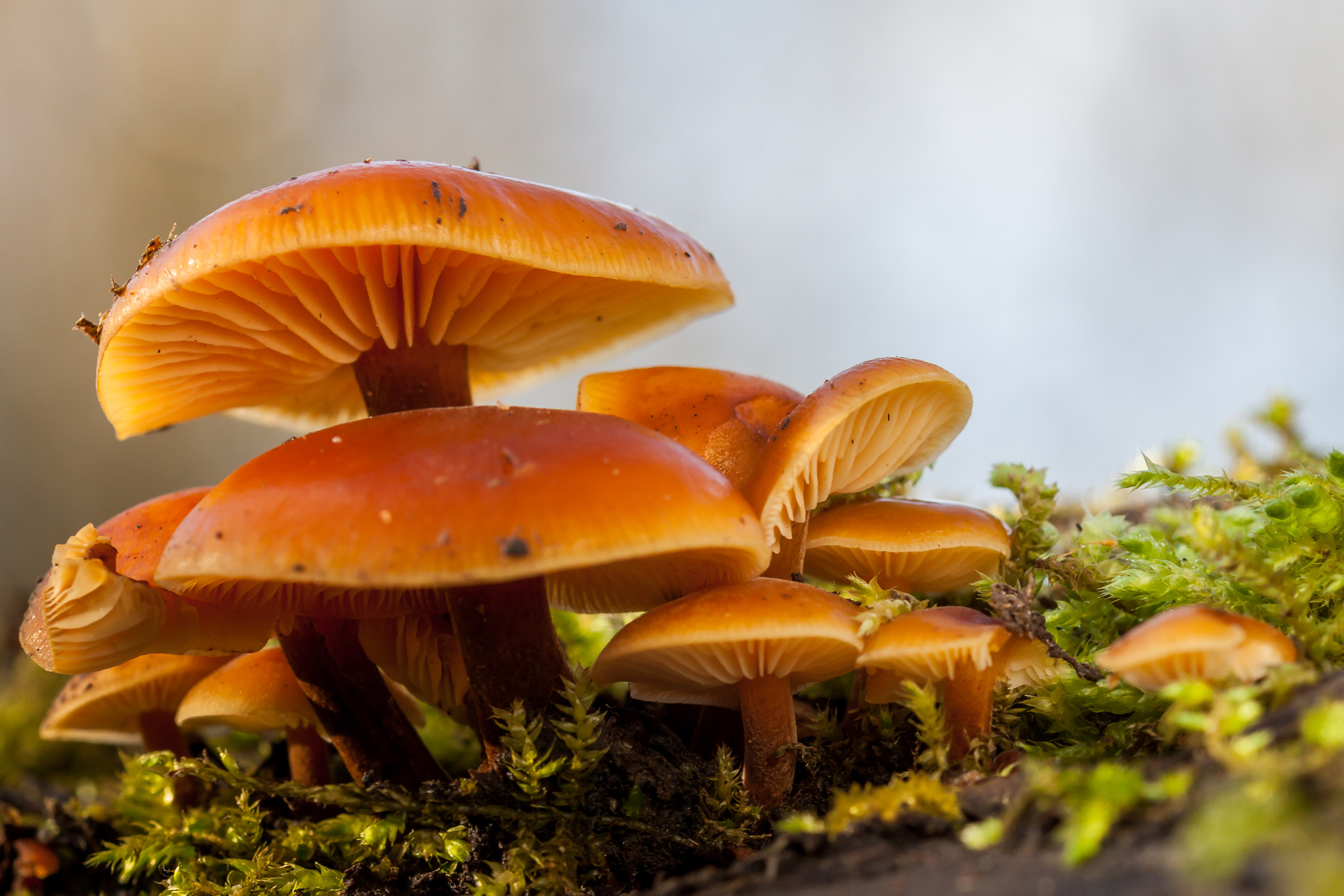 Sigma 105mm F2.8 EX DG OS HSM sample photo. Toadstool in the sun photography