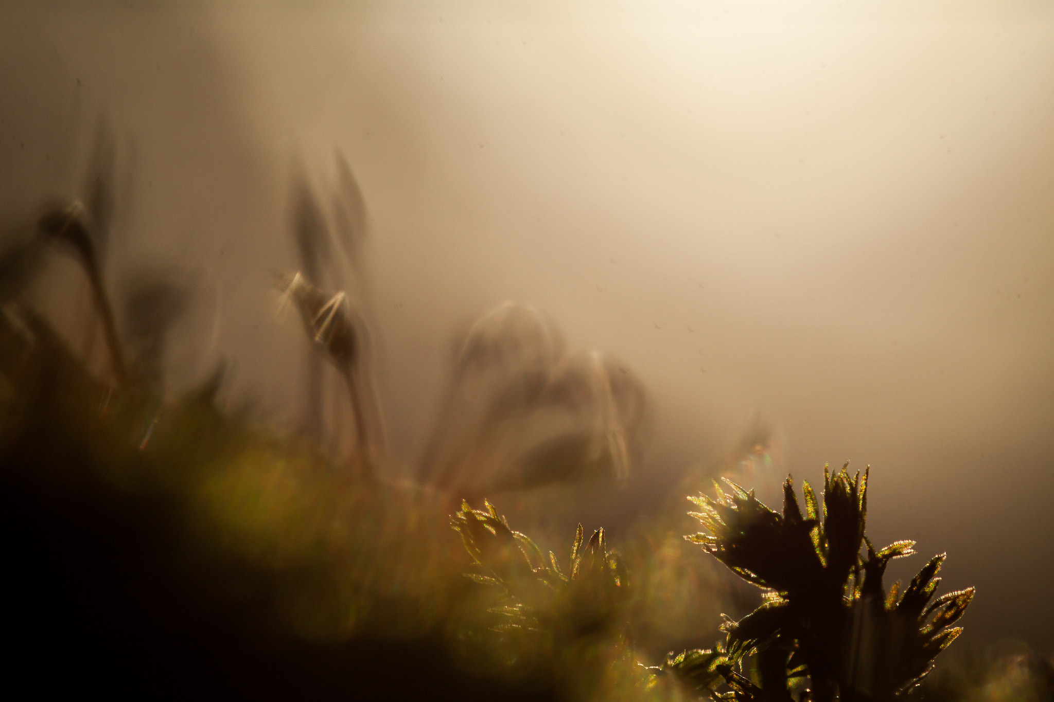 Sigma 105mm F2.8 EX DG OS HSM sample photo. Forrest in the sun photography