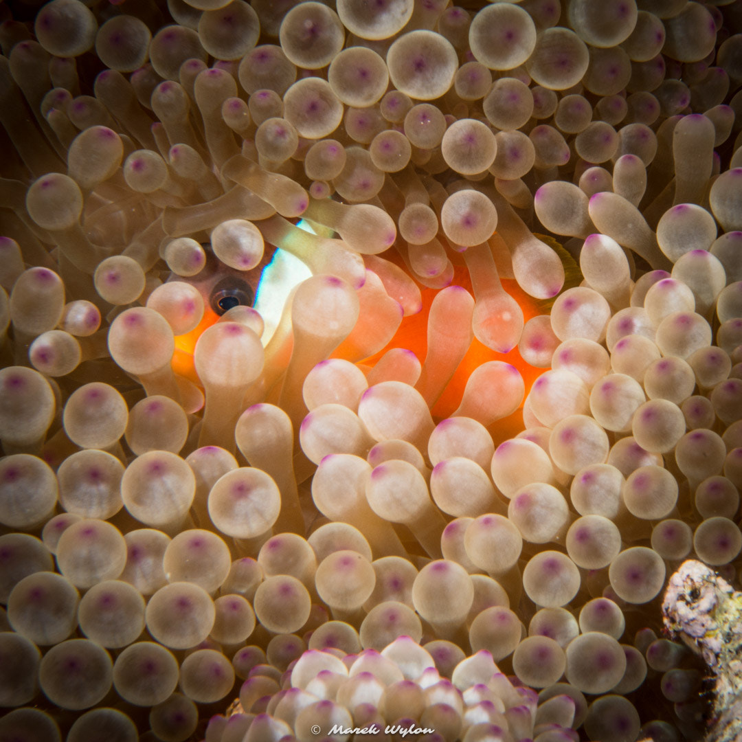 Nikon D800E sample photo. Anemone fish | fiji | 2014.11.05 photography