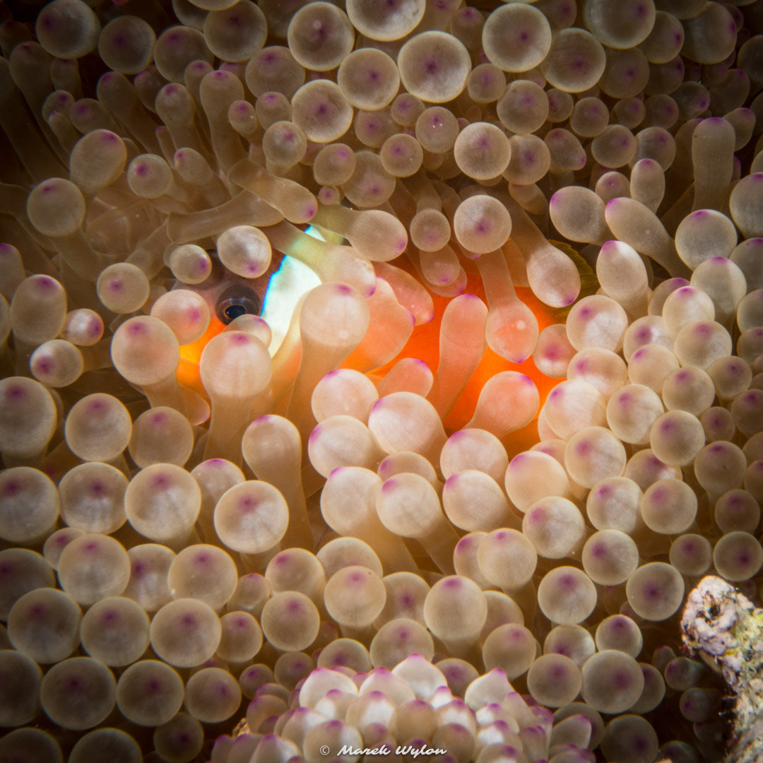 Nikon AF-S Micro-Nikkor 60mm F2.8G ED sample photo. Anemone fish | fiji | 2014.11.05 photography
