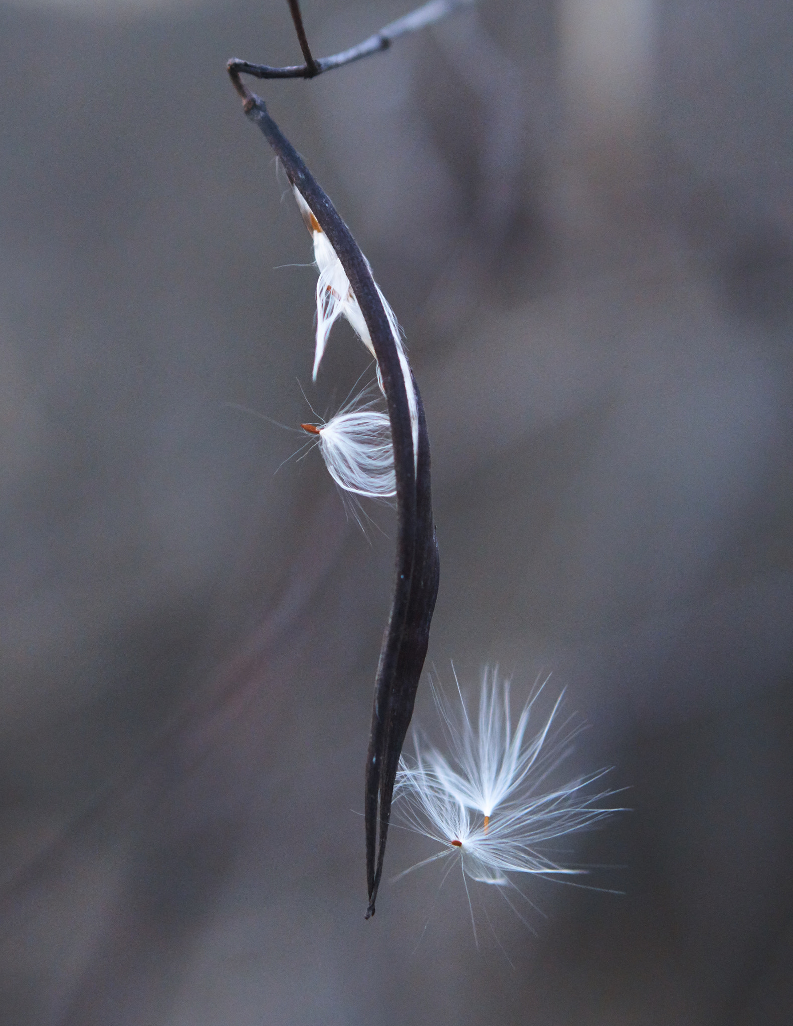 Sony a6000 + Sony E 50mm F1.8 OSS sample photo. Trapped floaters photography