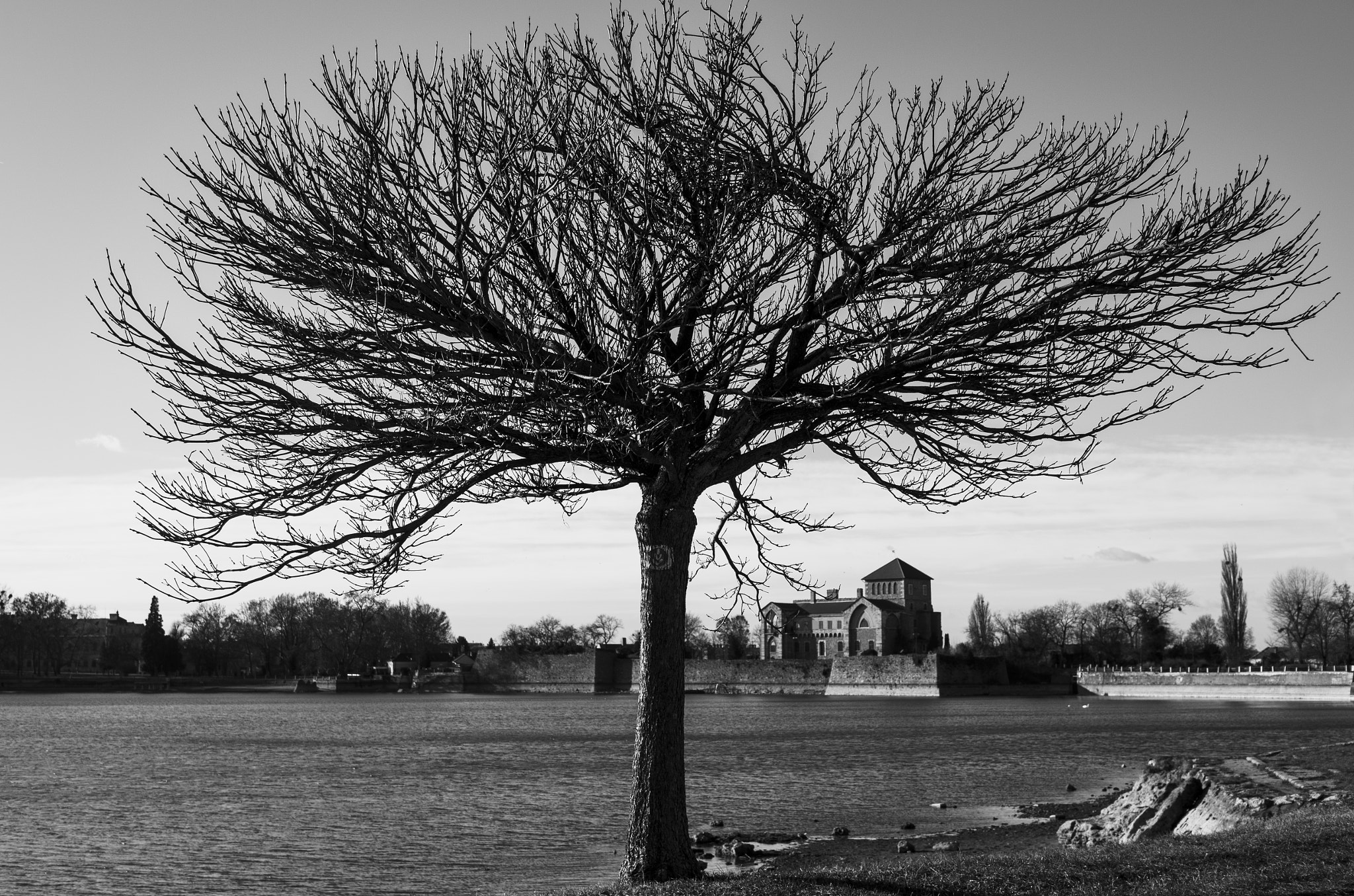 Pentax smc DA 17-70mm F4.0 AL (IF) SDM sample photo. Disheveled tree photography