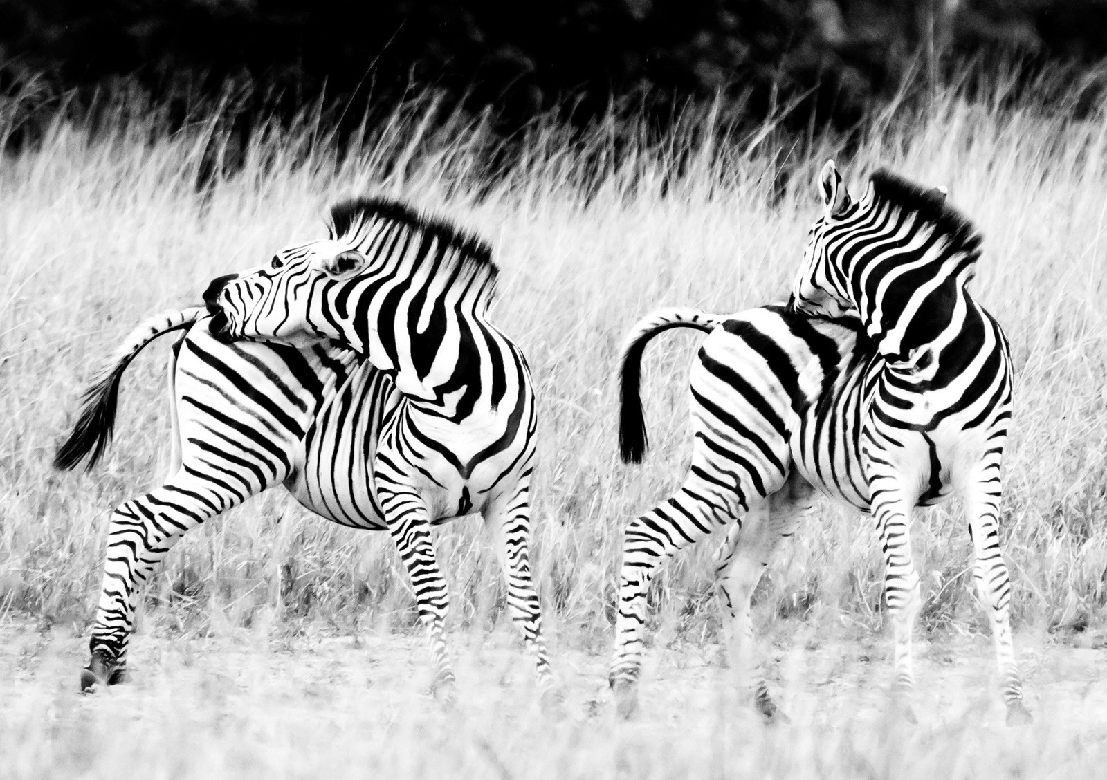 Nikon D600 sample photo. In sync photography