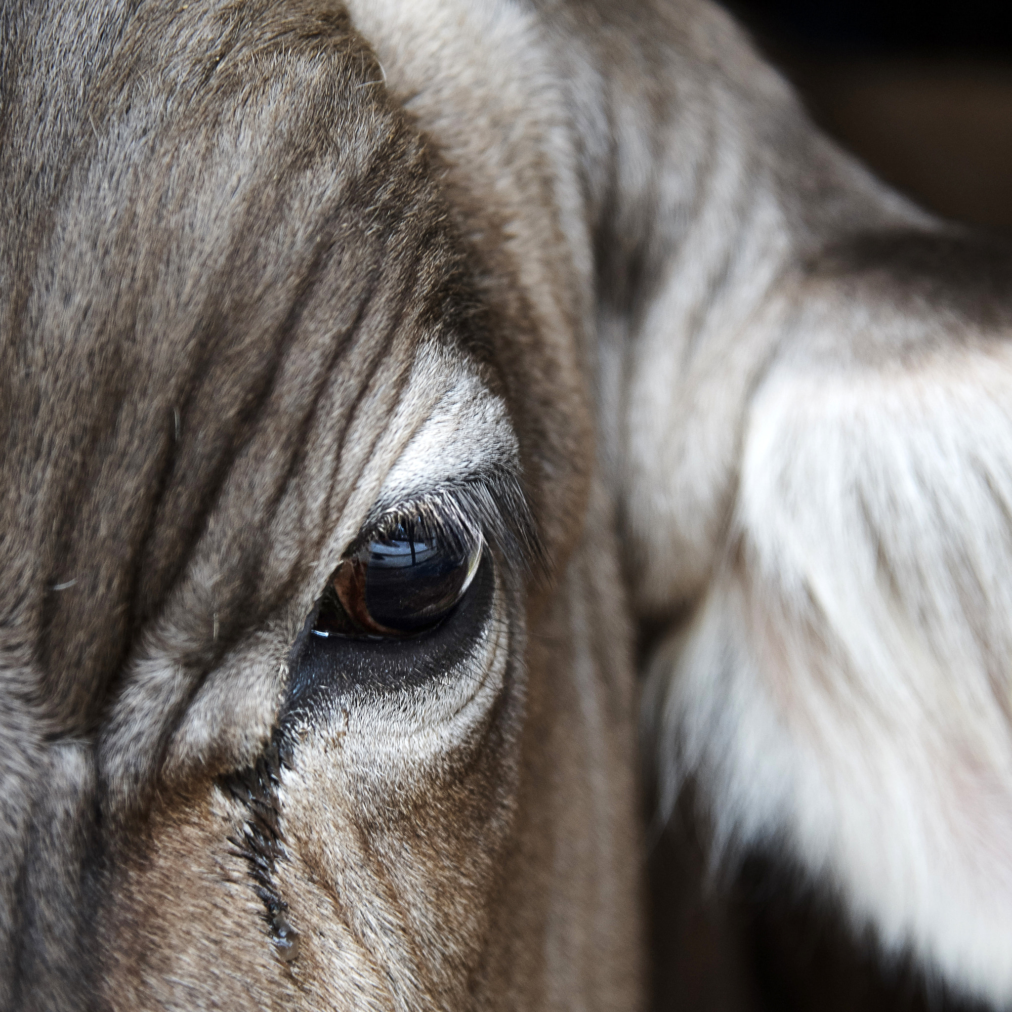Nikon AF-S Nikkor 24-120mm F4G ED VR sample photo. Cow's eye photography